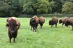 Bush Farm Bison Centre