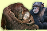 Monkey World