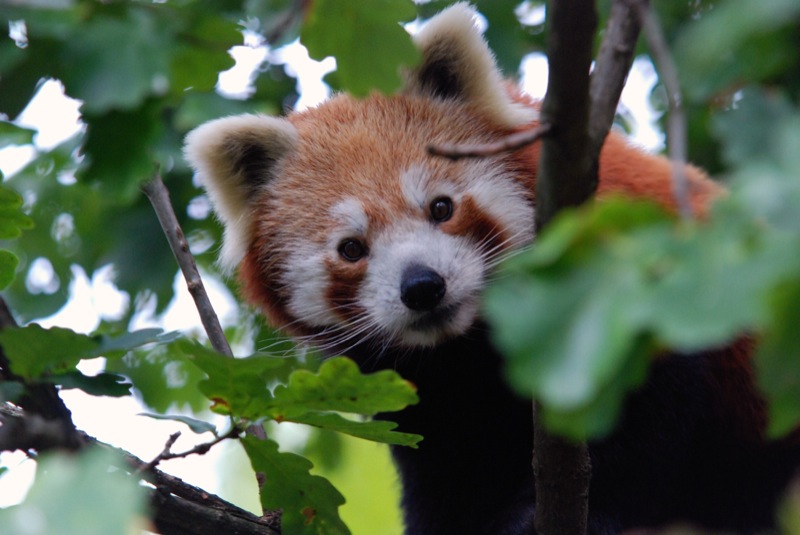 Bristol Zoo